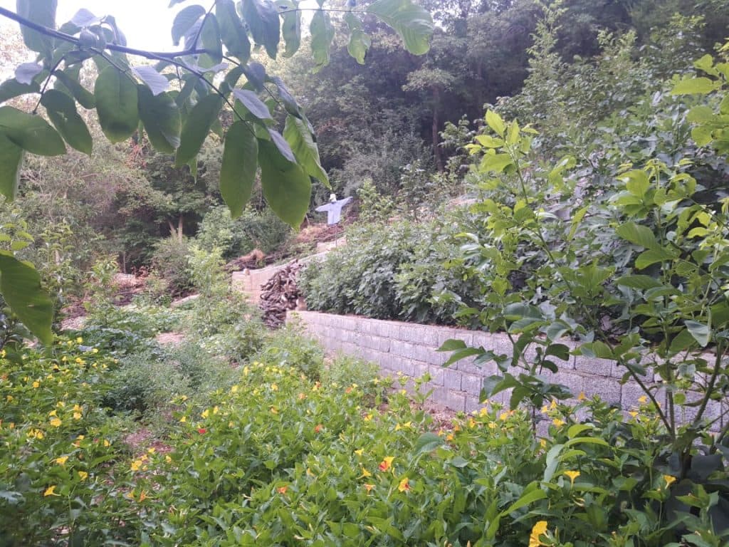 مجتمع اقامتی گردشگری گل لاله در پاوه