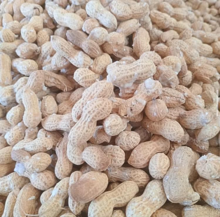 کارخانه فرآوری بادام زمینی برادران معصومی مغان پارس آباد