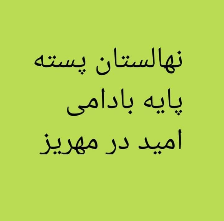 تولید و ارسال نهال پسته پایه بادامی امید در مهریز