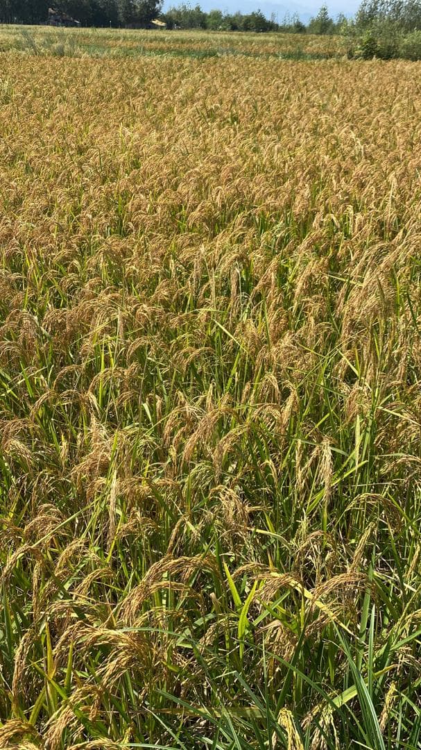 بازرگانی برنج محمد تبار در بابلسر