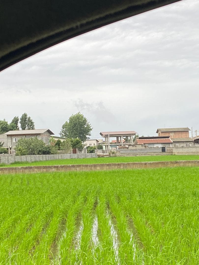 بازرگانی برنج محمد تبار در بابلسر