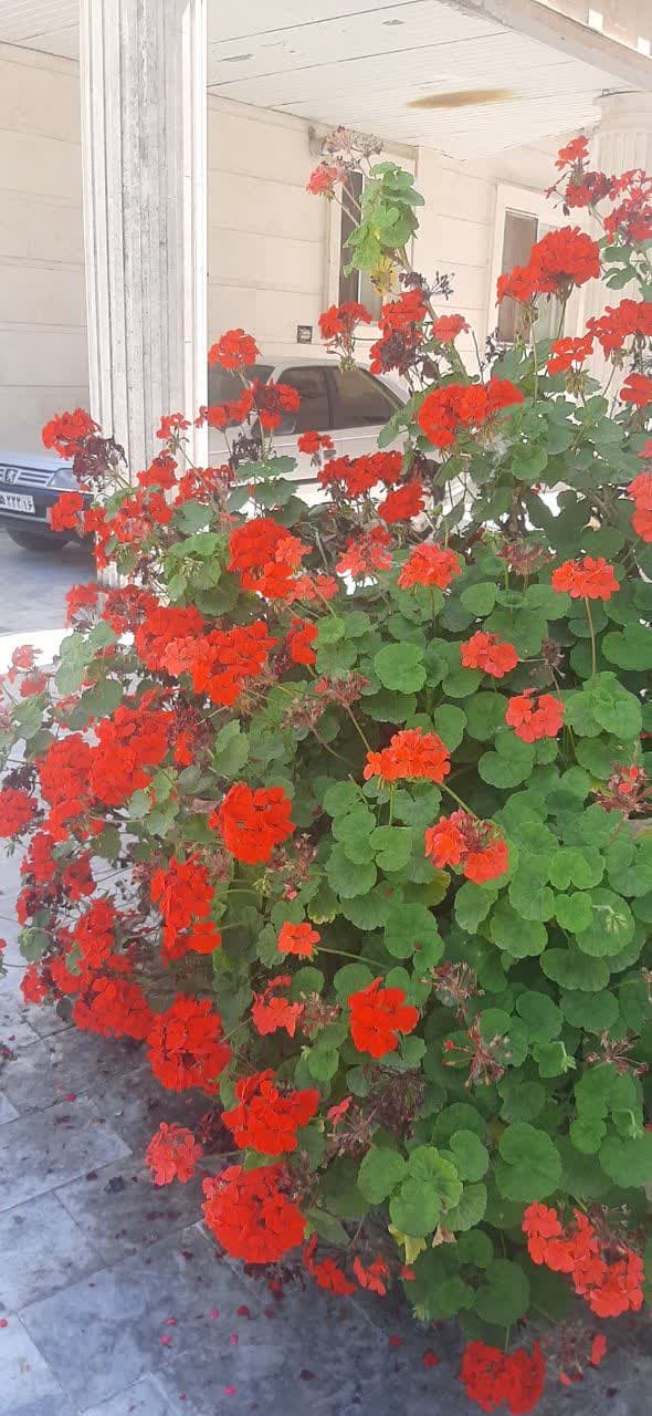 اجاره ویلا دوقلو به مدیریت یوسفی در فومن