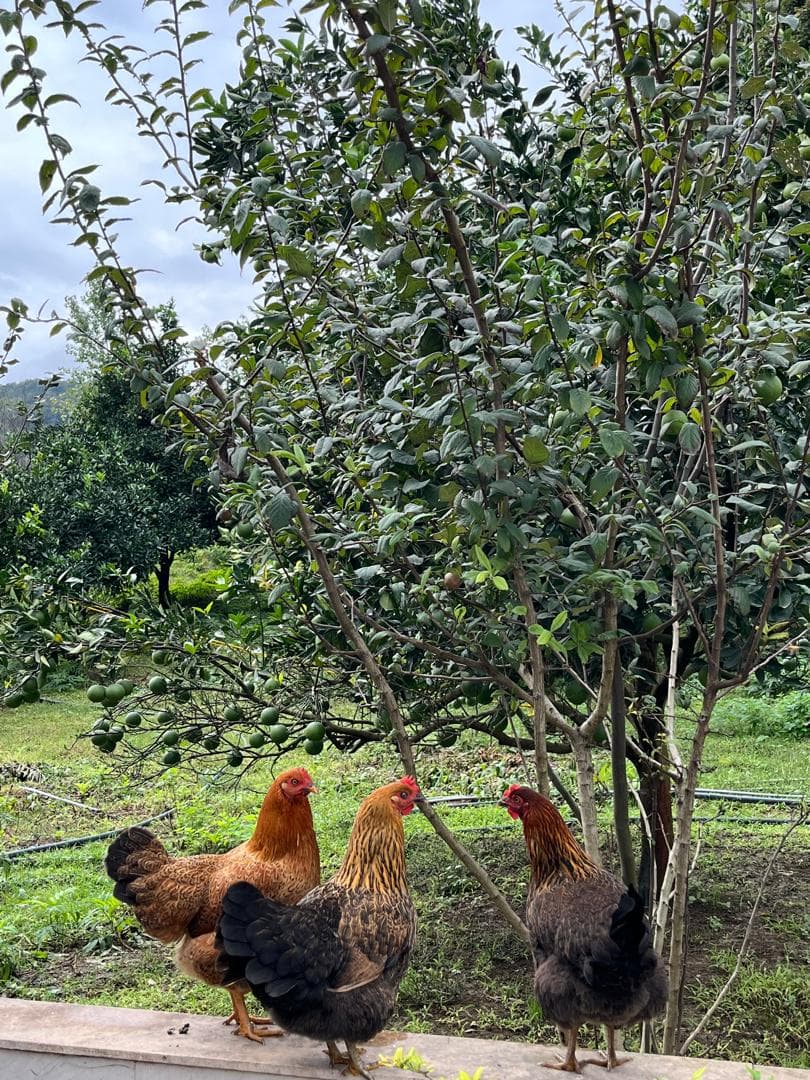 اجاره ویلا استخردار پرستو در قائم شهر