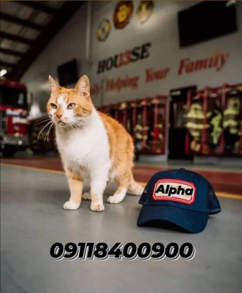 فروش کفش کار و لباس کار و لوازم ایمنی آلفا در رشت