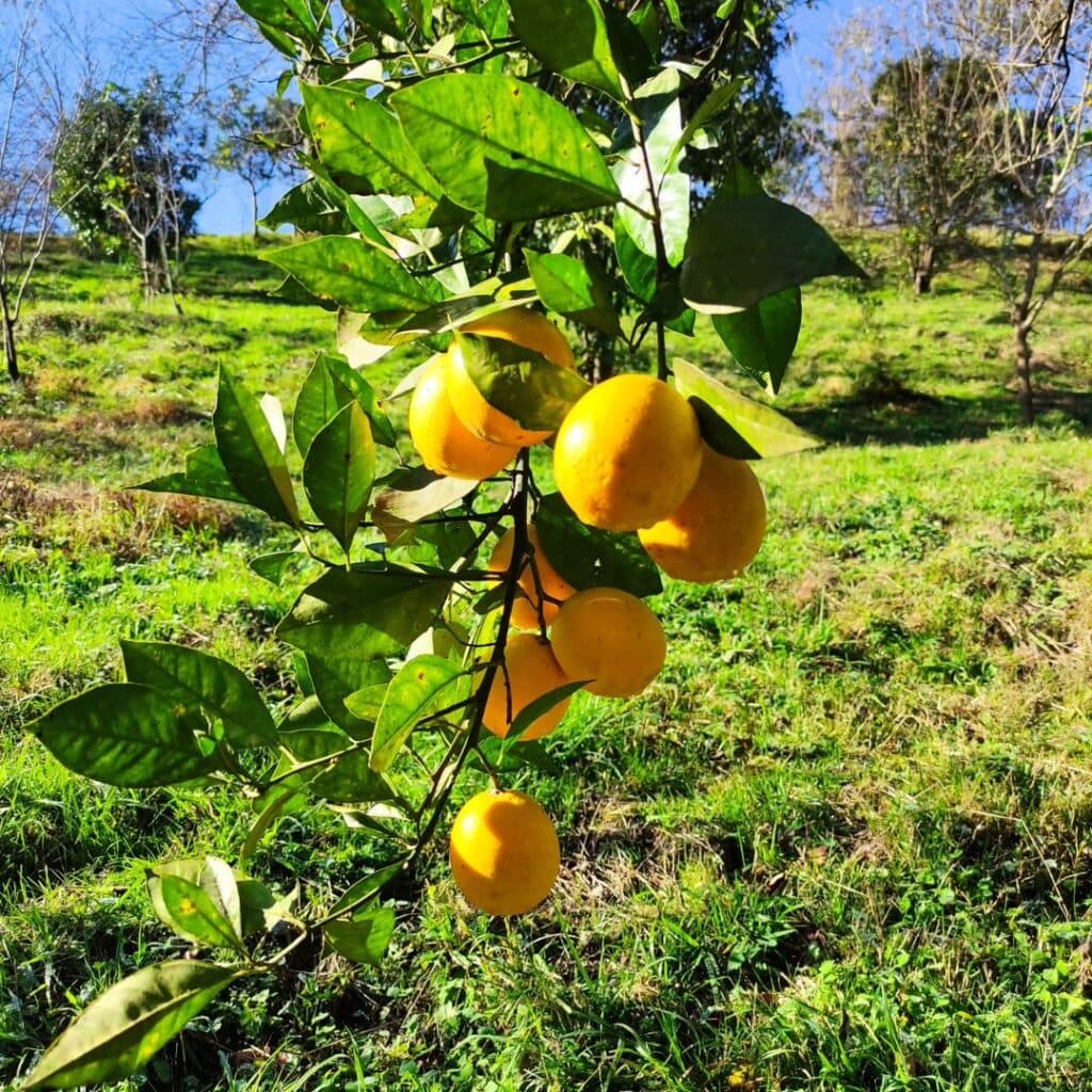 خرید و فروش ویلا و زمین خانعلی پور در املش