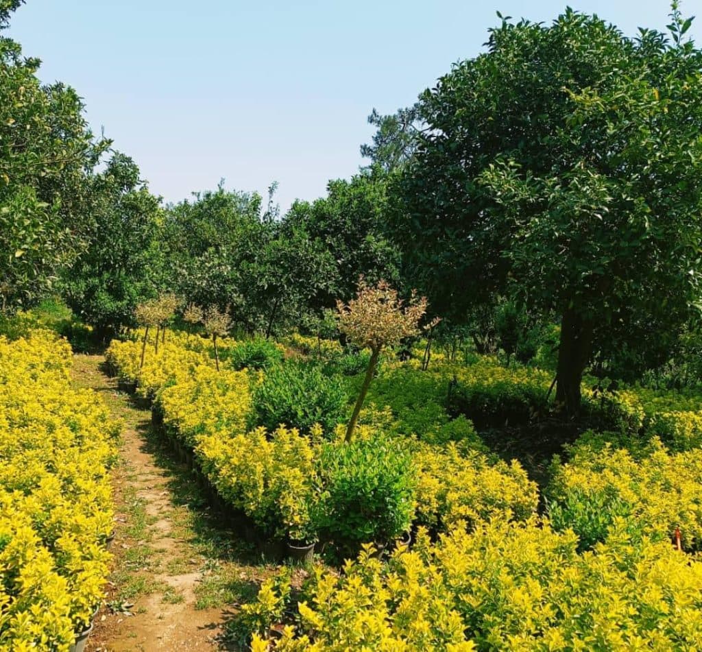 اجاره ویلا دو خوابه جنگلی چشم انداز عشورنژاد در رامسر