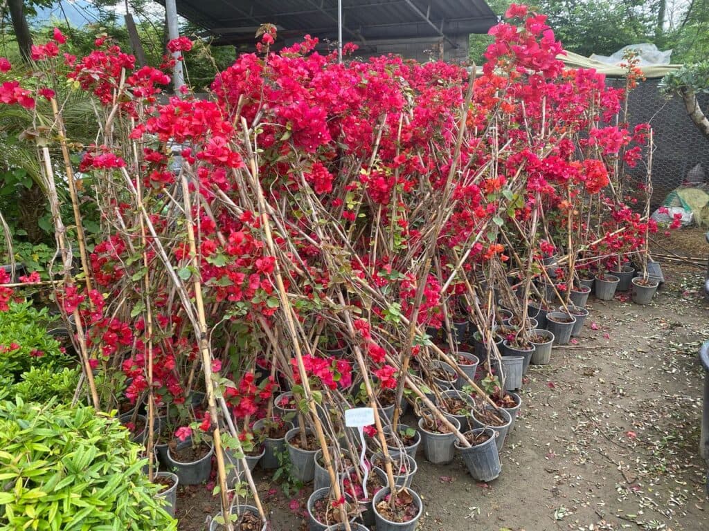 محقق مدرس محوطه سازی و فضای سبز دکتر میثم علی پور سلمانشهر