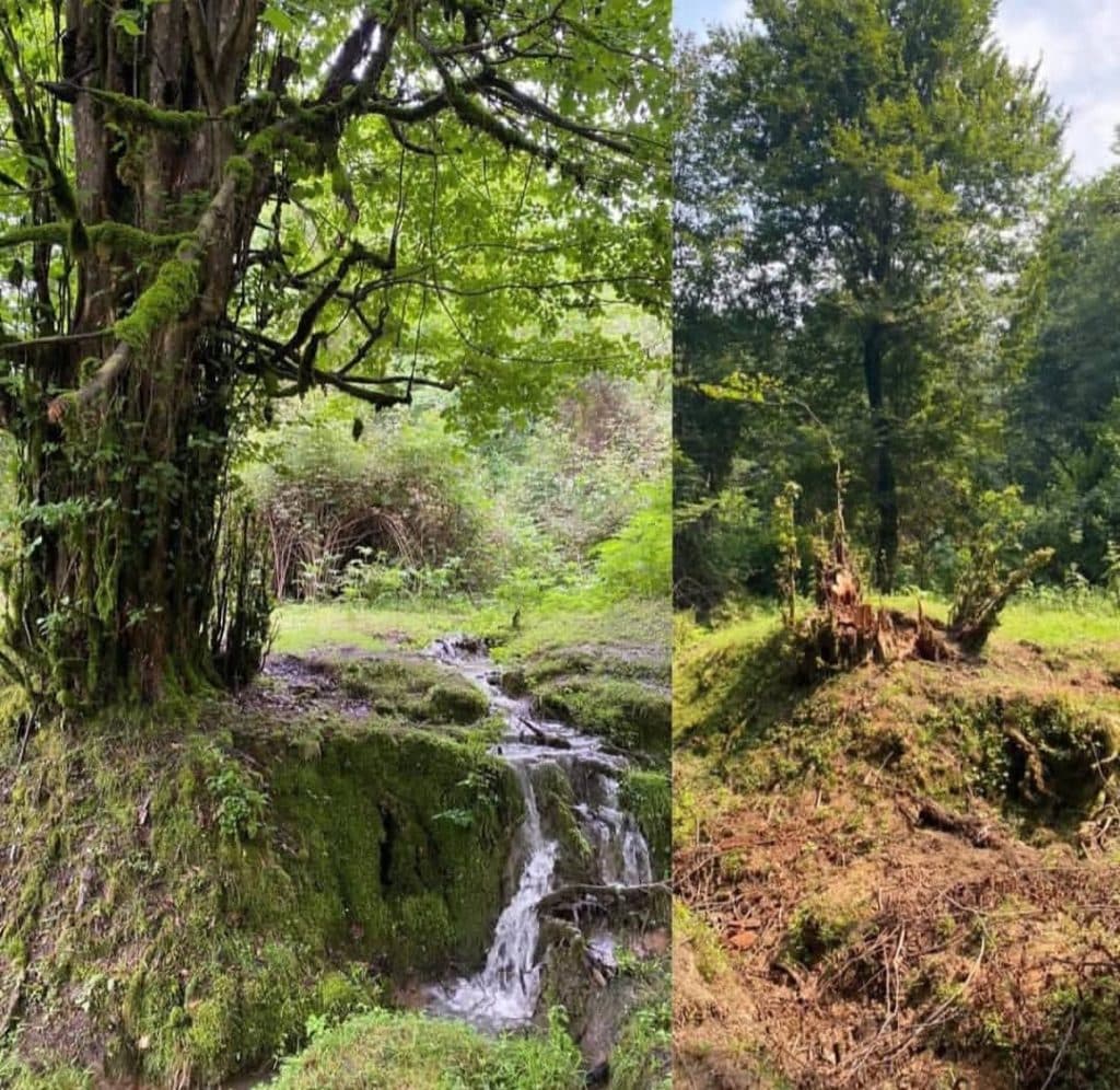 محقق مدرس محوطه سازی و فضای سبز دکتر میثم علی پور سلمانشهر