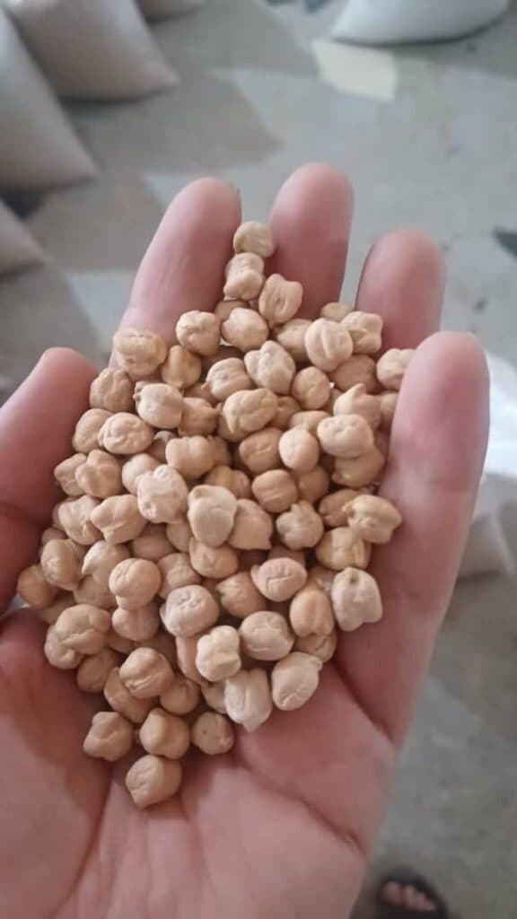 خرید و فروش عمده نخود با تناژ بالا آذین کمپانی در کرج