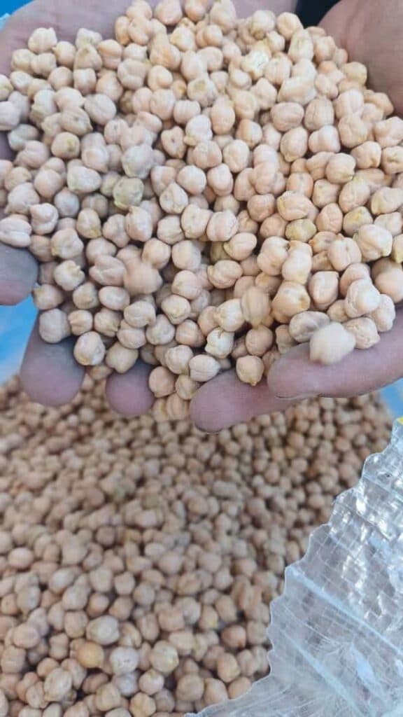 خرید و فروش عمده نخود با تناژ بالا آذین کمپانی در کرج