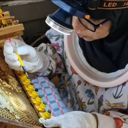 تولید عسل خالص کنار در لامرد جنوب