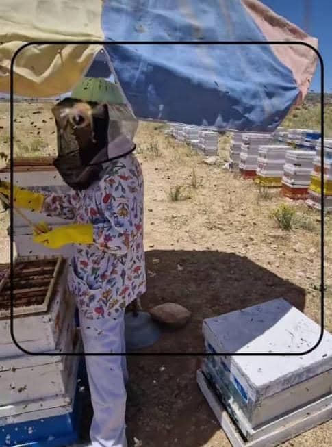 تولید عسل خالص کنار در لامرد جنوب