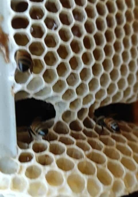 تولید عسل خالص کنار در لامرد جنوب