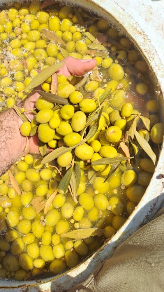 فروش زیتون محسن در طارم