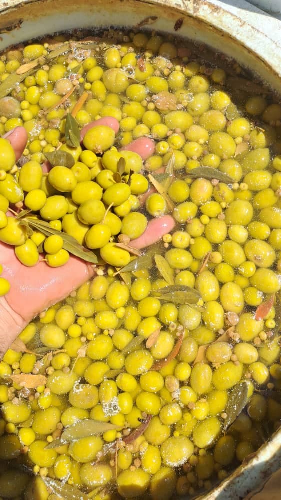 فروش زیتون محسن در طارم