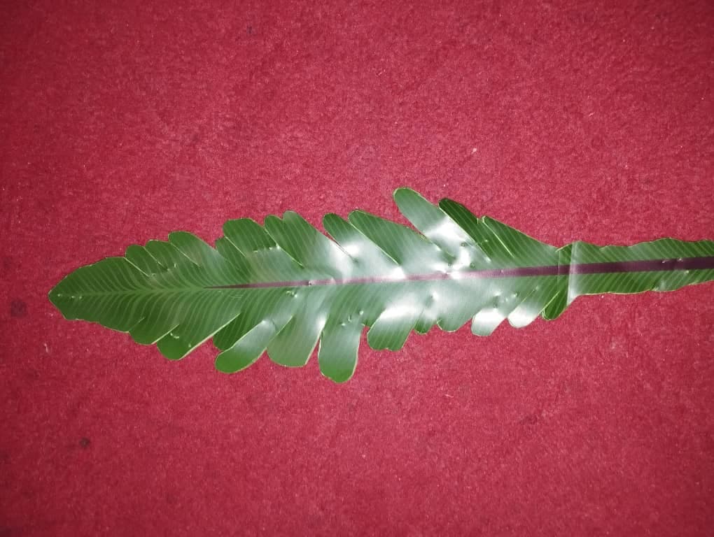 کارگاه تولیدی برگ مصنوعی و لمسی بیرامی در تبریز