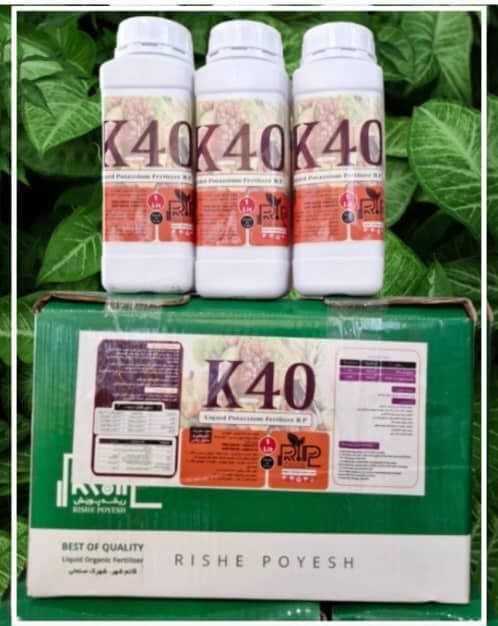 تولید فروش روغن ولک زمستانه آذرسبزینه رشد آسیا در تاکستان