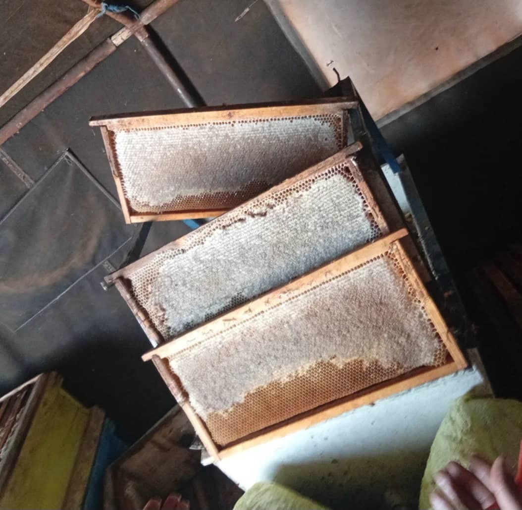 تولید و فروش عسل طبیعی و ژل رویال چشمه پر در الیگودرز