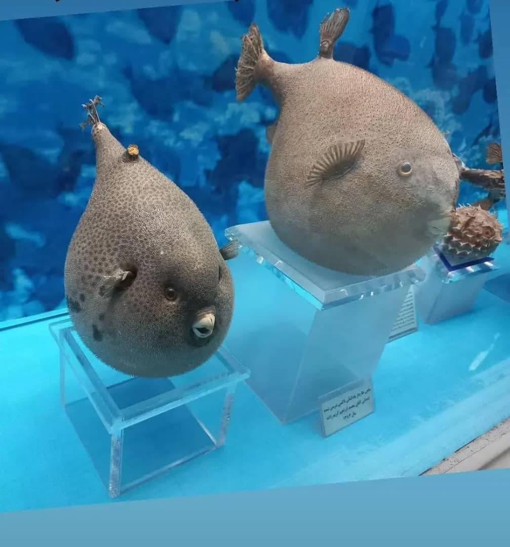 دفتر خدمات گردشگری سولدوز سفر در نقده