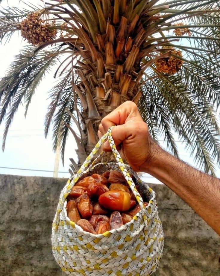 پخش و فروش عمده خرمای کبکاب زاهدی و رطب بحرینی در سمنان