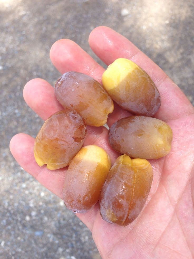 پخش و فروش عمده خرمای کبکاب زاهدی و رطب بحرینی در سمنان