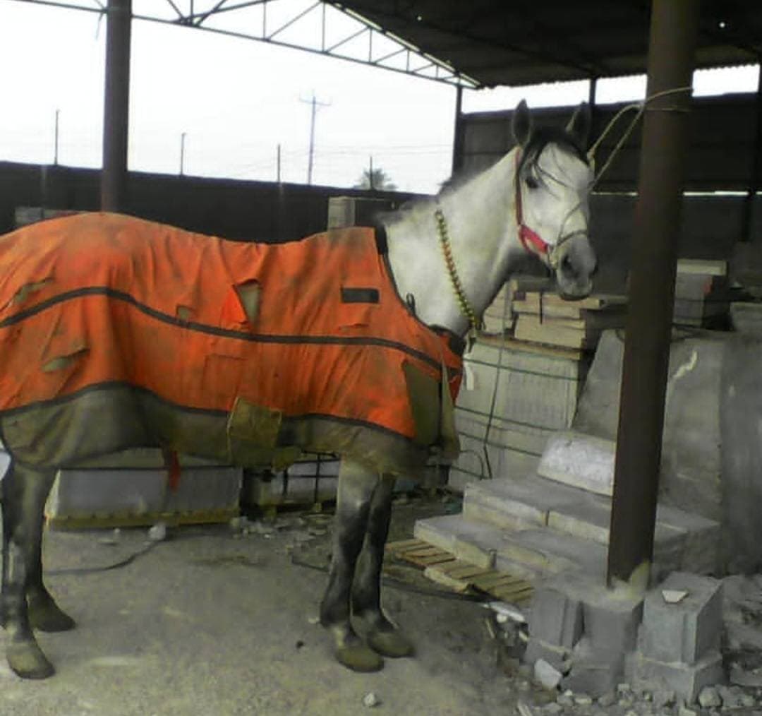 پرورش اسب و سوارکاری کمند در آران و بیدگل