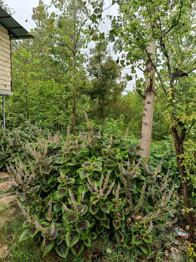 اجاره ویلای عزیزی در تالش