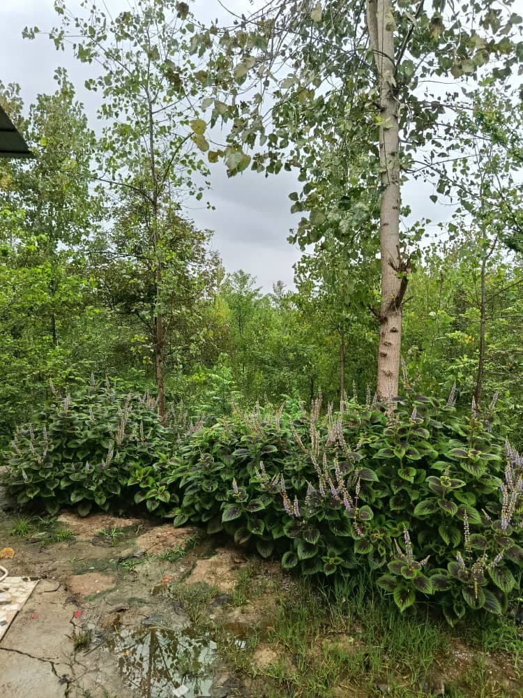 اجاره ویلای عزیزی در تالش