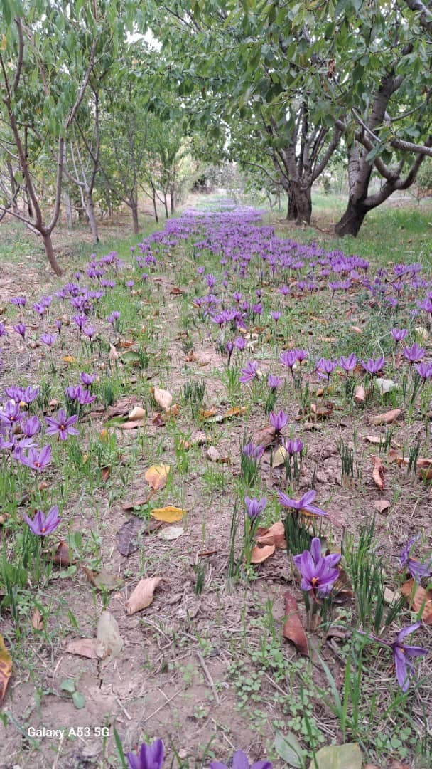 اقامتگاه بومگردی باغ گیلاس در آشخانه